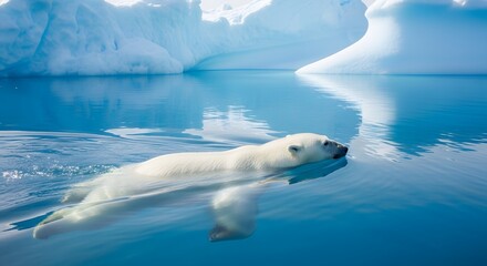 Fototapeta premium A polar bear swims through icy waters in the Arctic landscape