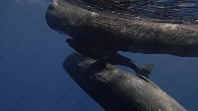 Two sperm whales engage in socialization by rubbing against each other and gently biting one another. This interaction fosters their bond. Nearby fish cling to their skin, and defecation occurs
