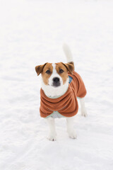 Jack Russell Terrier dog in fleece pullover walking outdoors on a frosty winter day