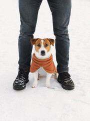 Jack Russell Terrier dog in fleece pullover walking and training with its owner outdoors on a frosty winter day