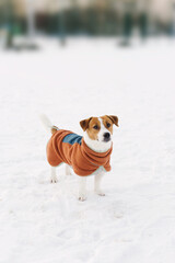 Jack Russell Terrier in fleece pullover walking outdoors on a frosty winter day. Adorable pet enjoying snow
