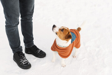 Jack Russell Terrier dog in fleece pullover walking outdoors with its owner on a frosty winter day