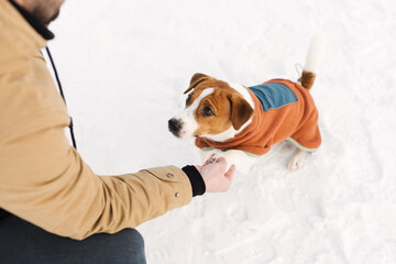Jack Russell Terrier dog in fleece pullover gives its paw to its owner outdoors on a frosty winter day