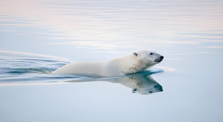 Fototapeta premium A polar bear swimming in calm icy water with reflection