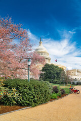 Cherry blossoms at the Capitol in Washington. Annual cherry blossom festival.