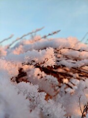 Obraz premium snow covered branches
