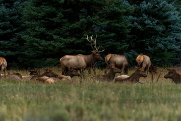 Fototapeta premium Male elk along a femal herd