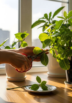 Person pruning indoor houseplants with red scissors on a sunny windowsill