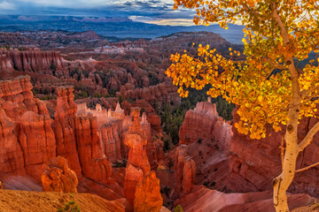Thor's Hammer and Aspen Tree Golden Hour