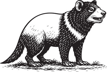 Obraz premium Tasmanian Devil Standing in Australian Woodland Habitat Conservation Illustration for Eco Packaging