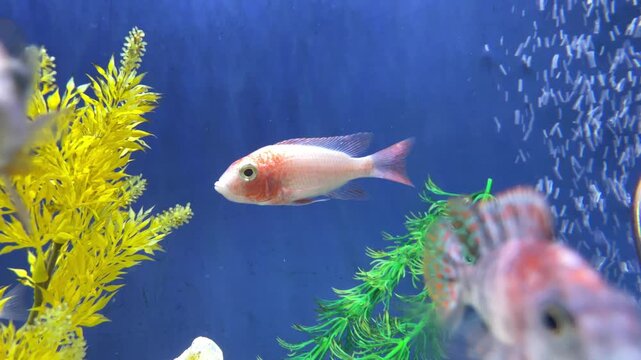 Malawi Buntbarsch im Aquarium mit einer sch&ouml;nen F&auml;rbung.