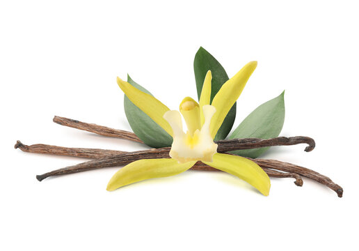 Vanilla pods, flower and green leaves isolated on white
