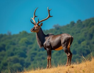Obraz premium A large male antelope stands on a dry grassy hill with a lush green forest and blue sky behind. This majestic horned mammal has a dark brown coat and large branching antlers.