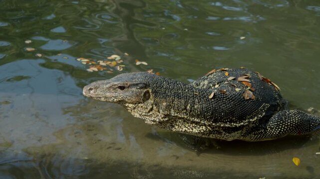 Wide side view shows Asian water monitor lizard crawling along the shoreline, body low to the ground, legs pushing forward on wet mud, tongue extended.