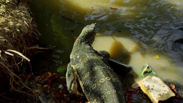 Wide wildlife shot captures monitor lizard entering the water from the shoreline near a small group of other monitors, creating gentle ripples at the edge.