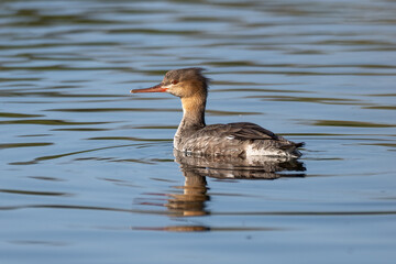 Female Red Breasted Merganser swims along the lagoon water with reflection visible on the surface