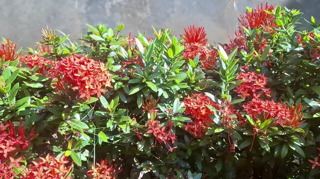 A wide view of vibrant red Ixora coccinea (Soka) flowers blooming as a decorative hedge in a tropical garden.
