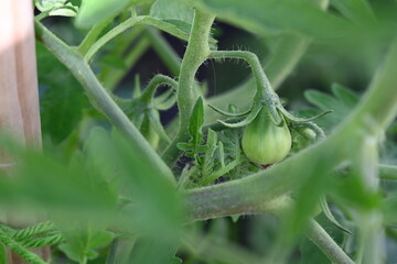 Green tomato growing among leafy branches