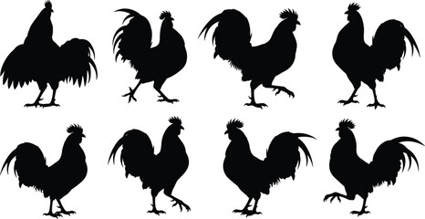 Vector, black, silhouette, illustration, set, of, various, roosters, and, chickens, in, different, walking, and, standing, poses, for, poultry, farming, livestock, and, rural, agriculture, design © MstShahanaz