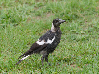 Obraz premium Australian Magpie (Gymnorhina tibicen)standing on green grass 