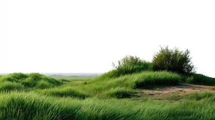 Naklejka premium Vibrant Green Landscape: A picturesque expanse of lush green grass and rolling hills, kissed by a gentle breeze under a serene sky. 