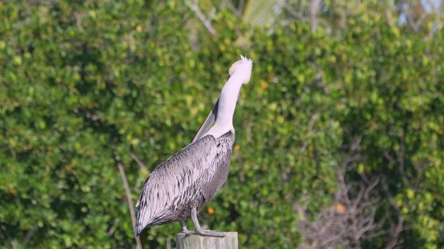 4k video of a Brown Pelican (Pelecanus occidentalis) cleaning its feathers in Islamorada, Florida, USA