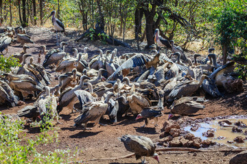 Vulture feast