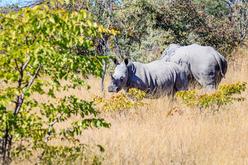 Baby rhino and the mother