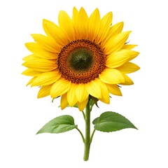 Fototapeta premium Bright Yellow Sunflower Bloom
