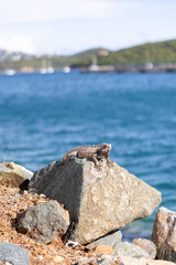 Green Iguana Resting on Rocks in St. Thomas, U.S. Virgin Islands