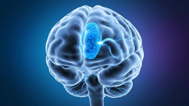 3D Human Brain Anatomy with Glowing Broca's Area and Neural Connections