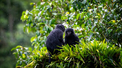 East Javan langur (Trachypithecus auratus), also known as the ebony lutung, budeng, Javan langur or Javan lutung on the tree