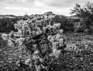 Fototapeta premium Desert Landscapes and Sunsets - Sonoran Desert.
