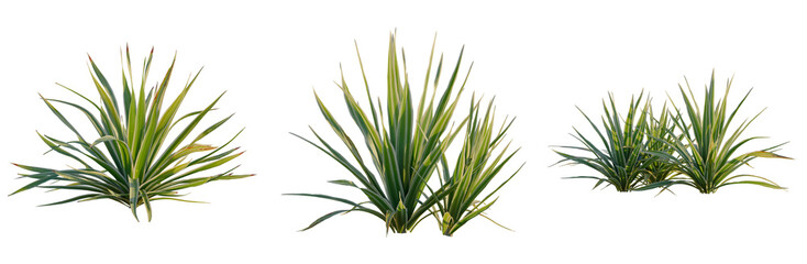 Fototapeta premium Bright edge yucca tree, front view, cutout, transparent background, isolate, Elevation, Elegant Red Japanese Maple Tree Branch with Beautiful Autumn Leaves, Perfect for Seasonal Designs