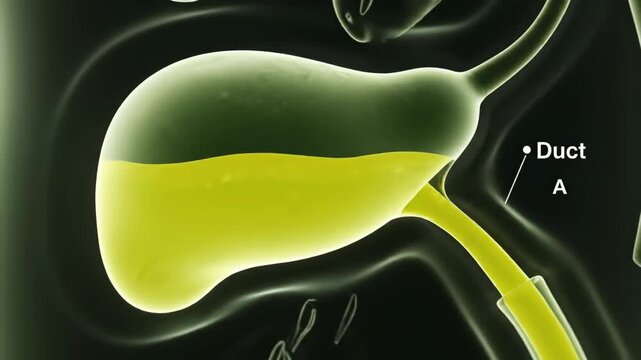 3D Visualization of Gallbladder Releasing Bile