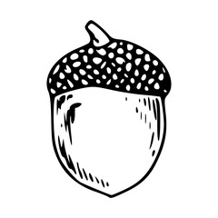 engraved style acorn nut vector illustration for autumn design