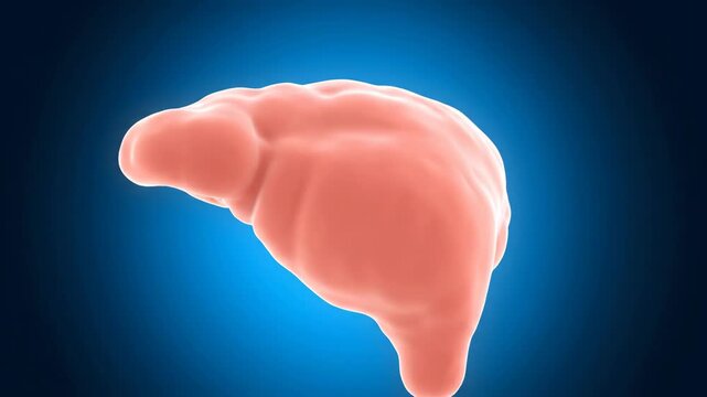 3D Visualization of Human Pancreas: Orbital Camera Movement