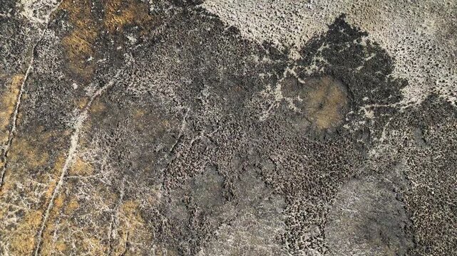 Macro aerial view of a charred field with intricate textures of burnt plants and white mineral deposits on the blackened earth after a localized fire