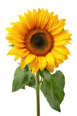Fototapeta premium Sunny sunflower bloom with vibrant yellow petals, green leaves, black background