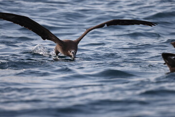 The black-footed albatross (Phoebastria nigripes) is a large seabird of the albatross family Diomedeidae from the North Pacific. This photo was taken in Japan.
