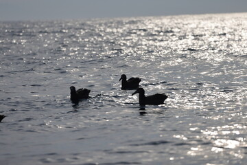 The black-footed albatross (Phoebastria nigripes) is a large seabird of the albatross family Diomedeidae from the North Pacific. This photo was taken in Japan.