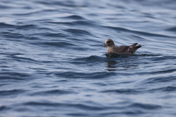 The northern fulmar, Arctic fulmar,or simply fulmar (Fulmarus glacialis) is an abundant seabird found primarily in subarctic regions of the North Atlantic and North Pacific oceans.