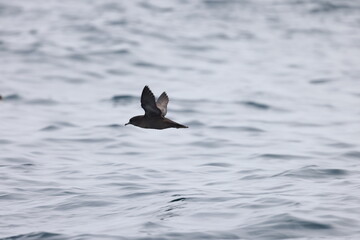 Short-tailed shearwater or slender-billed shearwater (Ardenna tenuirostris), also called yolla or moonbird in Japan