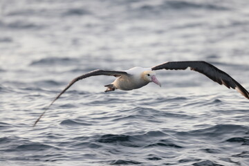 The short-tailed albatross or Steller's albatross (Phoebastria albatrus) is a large rare seabird from the North Pacific. This albatross is Senkaku island species.