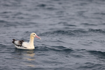 The short-tailed albatross or Steller's albatross (Phoebastria albatrus) is a large rare seabird from the North Pacific. This albatross is Senkaku island species.