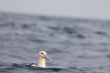 The short-tailed albatross or Steller's albatross (Phoebastria albatrus) is a large rare seabird from the North Pacific. This albatross is Senkaku island species.