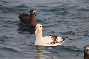 The short-tailed albatross or Steller's albatross (Phoebastria albatrus) is a large rare seabird from the North Pacific. This albatross is Senkaku island species.