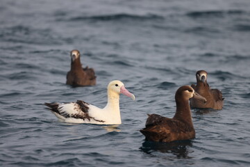 The short-tailed albatross or Steller's albatross (Phoebastria albatrus) is a large rare seabird from the North Pacific. This albatross is Senkaku island species.