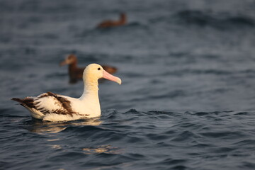 The short-tailed albatross or Steller's albatross (Phoebastria albatrus) is a large rare seabird from the North Pacific. This albatross is Senkaku island species.
