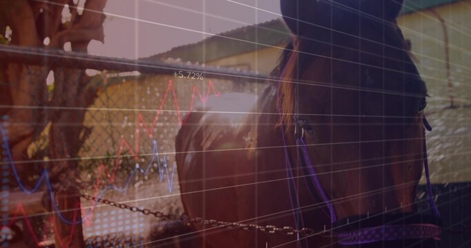 Standing dark brown horse wearing purple halter, being tied to chain in paddock with +5